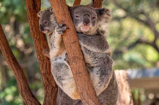 Australie - Brisbane - Mirimar Cruises - Excursion Lone Pine koala Sanctuary inclus croisière © Tourism And Events Queensland