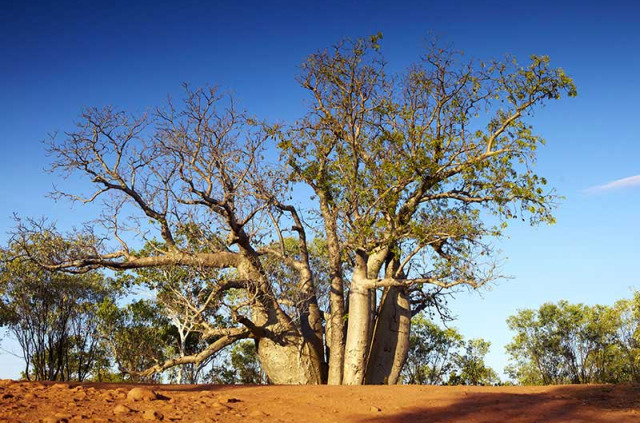 Australie - Western Australia - Baobab © Tourism Western Australia