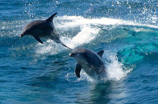 Australie - Western Australia - Croisière à la rencontre des dauphins © Rockingham Wild Encounters