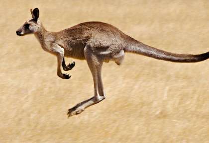 Kangourou gris dans le Victoria © Echidna Walkabout
