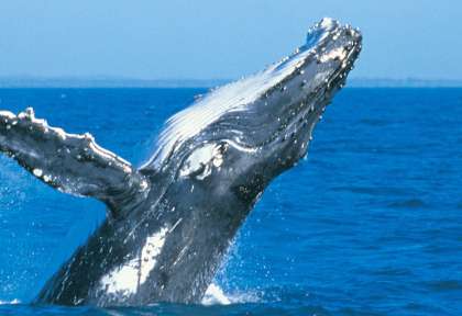Baleine Jervis Bay