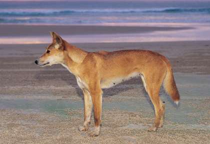 Dingo - Fraser Island
