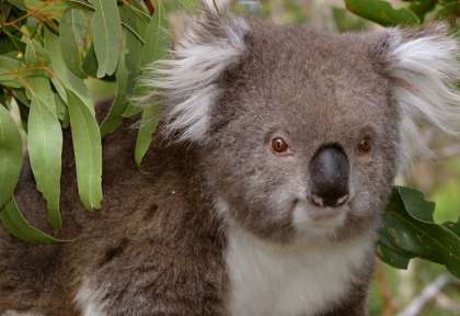 Le Koala
