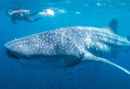 Ningaloo Reef requin baleine