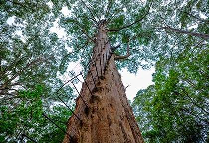 Australie - Western Australia - Gloucester Tree
