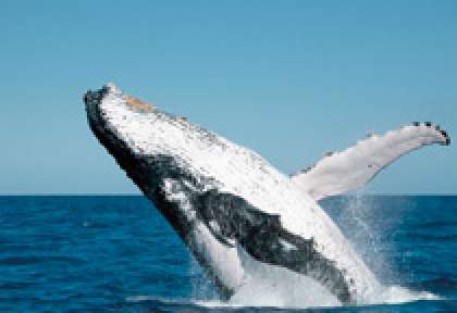 Australie - Fraser Island - Croisière observation des baleines