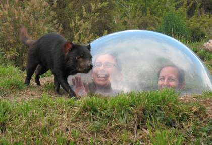 Australie - Tasmanie - Tasmanian Devil Unzoo