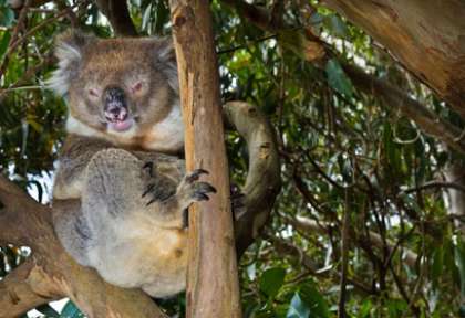 Koala en Australie