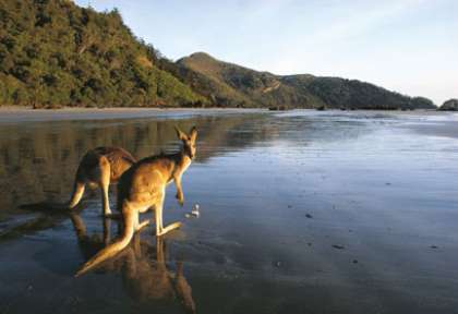 Kangourou gris dans le Victoria © Echidna Walkabout
