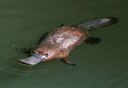 Ornithorynque dans le Queensland