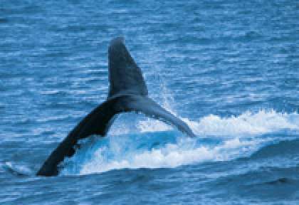 Sud de Perth Whale Watching