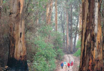 Sud Ouest - Forêts de Karris