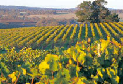 Vignobles Sud de Perth