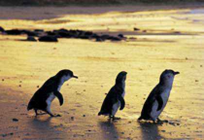 Phillip Island