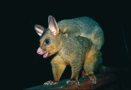 Opossum en Australie