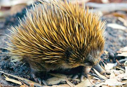 Echidné