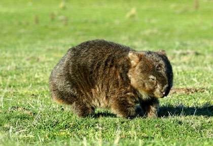 Wombat