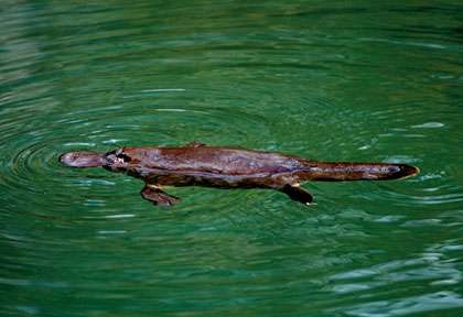 Ornithorynque - Platypus