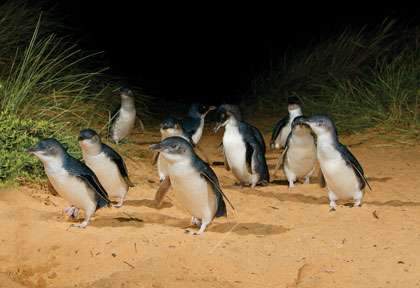 Manchot de Phillip Island