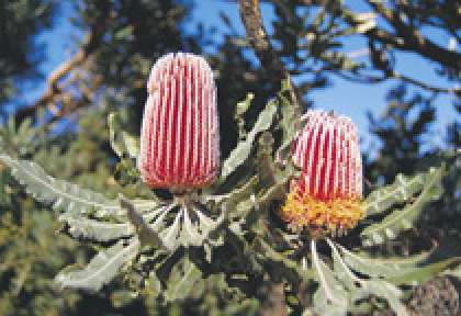 Kalbarri National Park