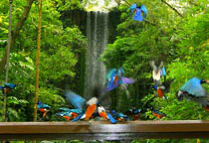 Jurong Bird Park