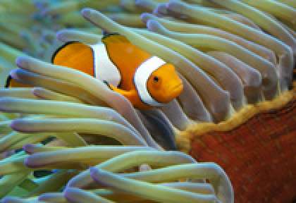 Poisson Clown - Grande Barrière de Corail