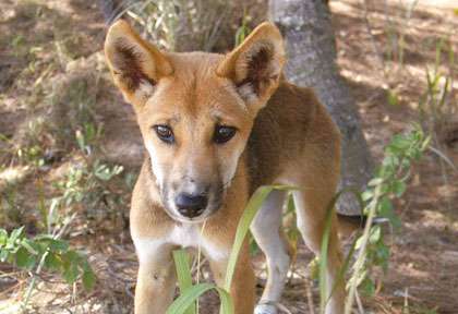 Dingo en Australie