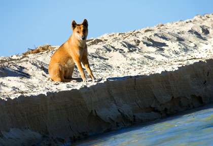 Dingo en Australie