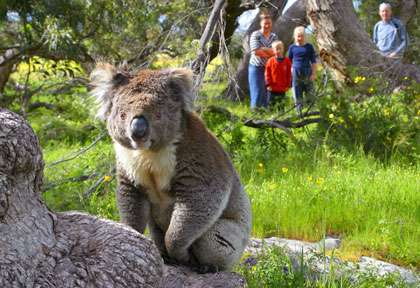 Rencontre avec les Koalas