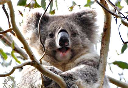 Ces koalas se câlinant dans un parc australien sont vraiment
