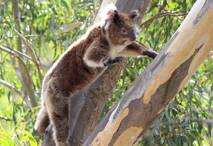 Koala qui saute