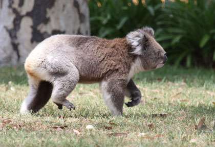 Koala qui marche à terre