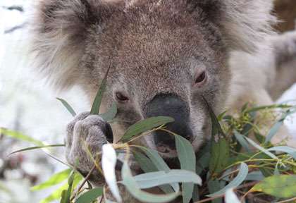 Koala qui mange de l’eucalyptus