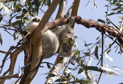 Koala dort dans un arbre