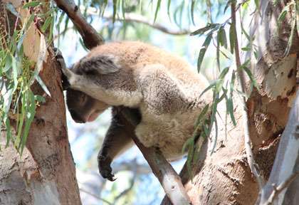 Koala qui dort dans un arbre