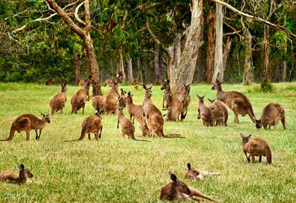 Les kangourous d’Australie