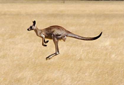 Le bond du kangourou australien