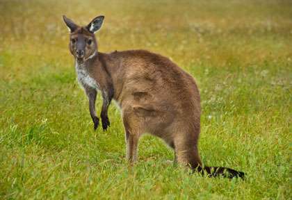 Wallaby en Australie