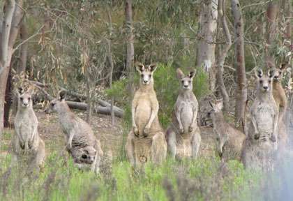 Kangourous en Australie