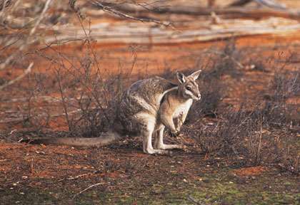Wallaby en Australie