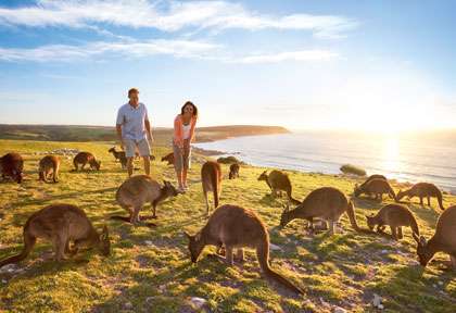 Les Kangourous de Kangaroo Island