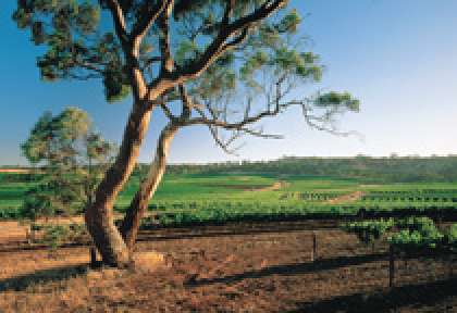 South Australia - Clare Valley