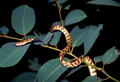 Serpent en Australie
