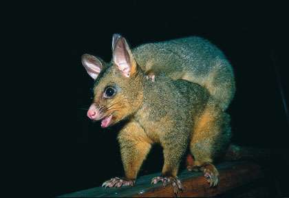 opossum en australie