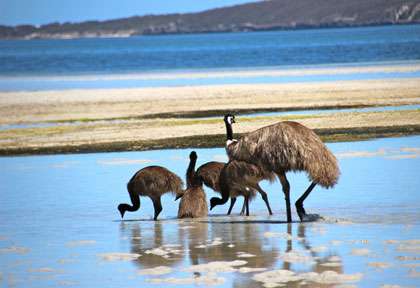 Emeu dans le South Australia