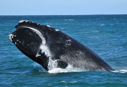 Baleine en Australie
