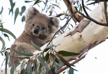 Koala en Australie