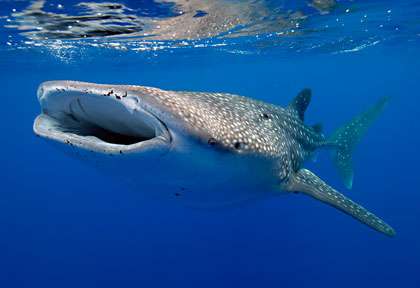 Requin-baleine en Australie