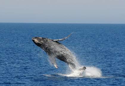 Baleine à bosse en Australie