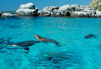 Australie - Port Lincoln - Nager avec les lions de mer